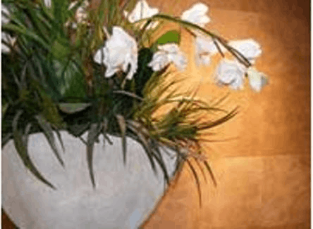 Tropical flowers at Terra Vive